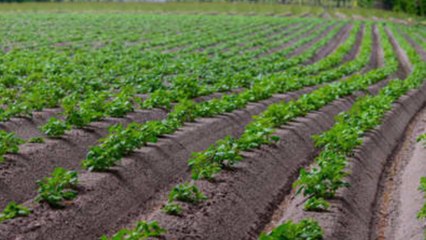 Aalu Mein Kharpatwar Niyantran | आलू में खरपतवार नाशक दवा |