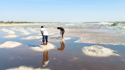 डीडवाना के नमक पर संकट : सीवरेज का पानी लील रहा नमक क्यारियां