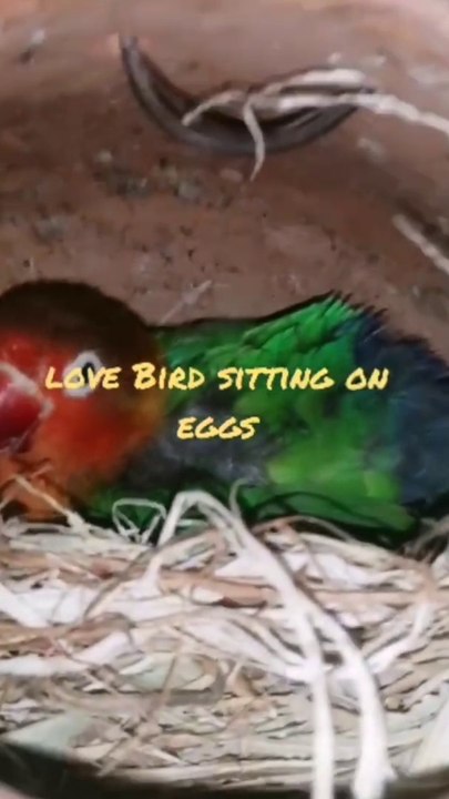 Love Bird parrot on egg