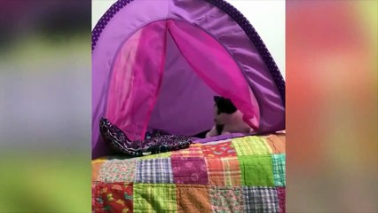 Laugh-out-loud humorous cat videos are hilarious