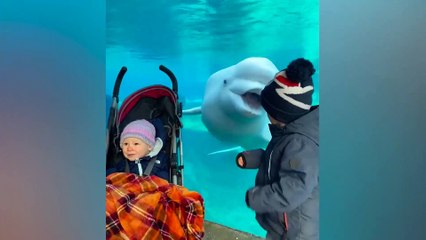 Kid VS Zoo Funny Momment | Cute Kid and Animals Compilation