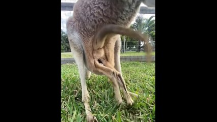 Funny Animal Videos That Are IMPOSSIBLE Not To Laugh At  (CUTE)