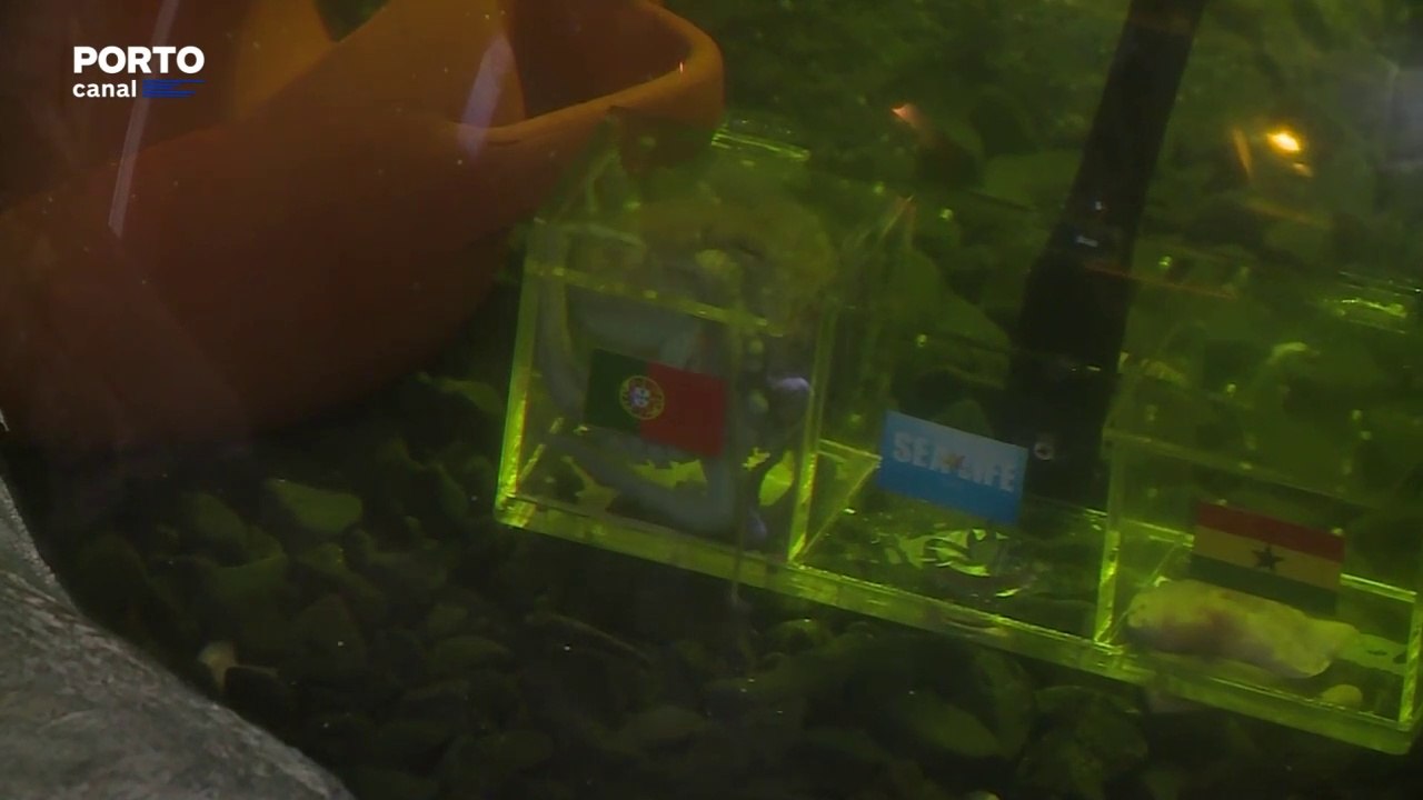 O Polvo Paulo Júnior é conhecido pelas suas capacidades de prever o clube vencedor dos mundiais