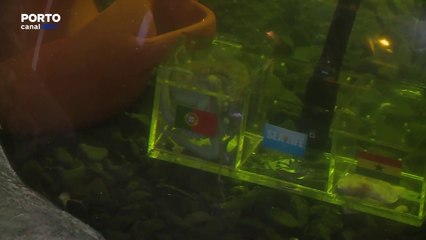 O Polvo Paulo Júnior é conhecido pelas suas capacidades de prever o clube vencedor dos mundiais