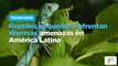 Reptiles pequeños enfrentan diversas amenazas en América Latina