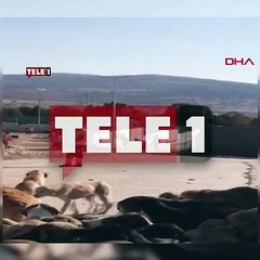 AKP'li belediyenin hayvan bakım merkezinde köpek katliamı iddiası