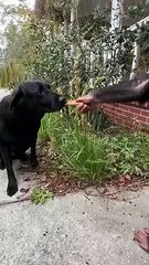 #दोस्त ही दोस्त के काम आता है