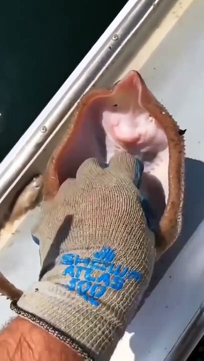 cutest stingray fish  smiling fish