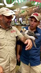 bird behavior when joking with humans