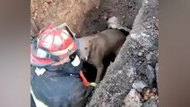 Moment firefighter rescues dog trapped in drain