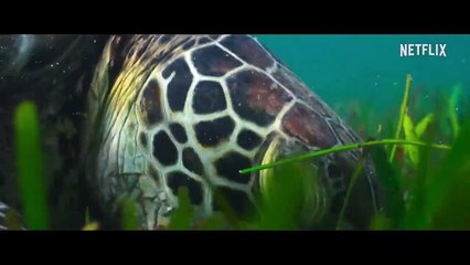 Our Universe | Official Trailer | Netflix