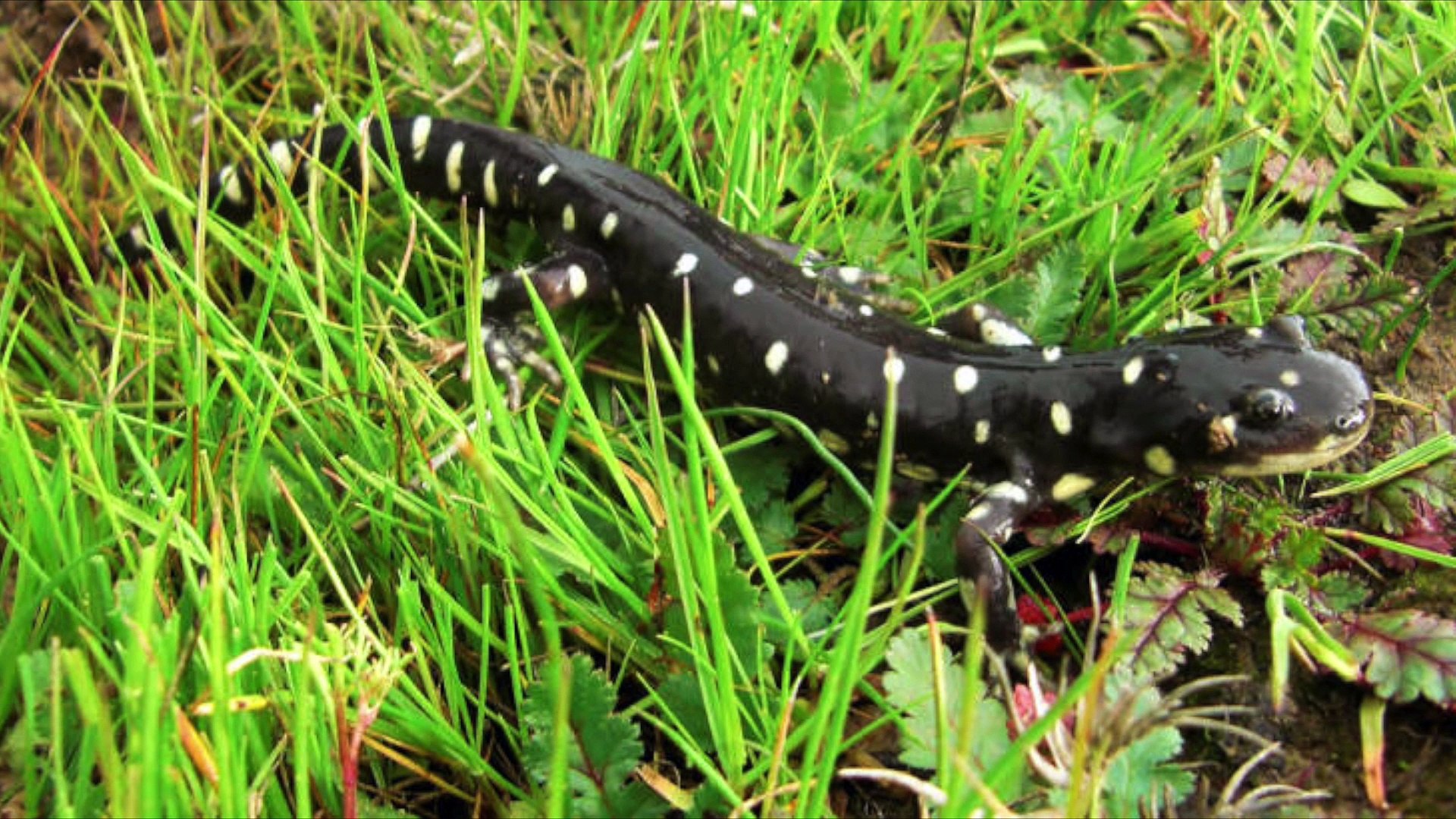 ⁣Pictures of endangered and or threatened species