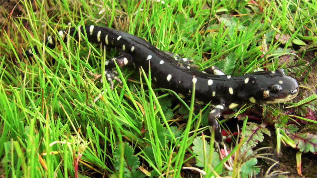 Pictures of endangered and or threatened species