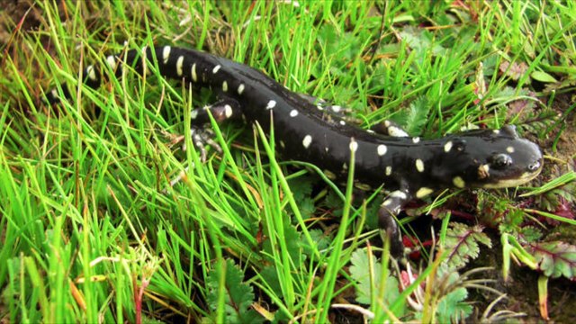 Pictures of endangered and or threatened species