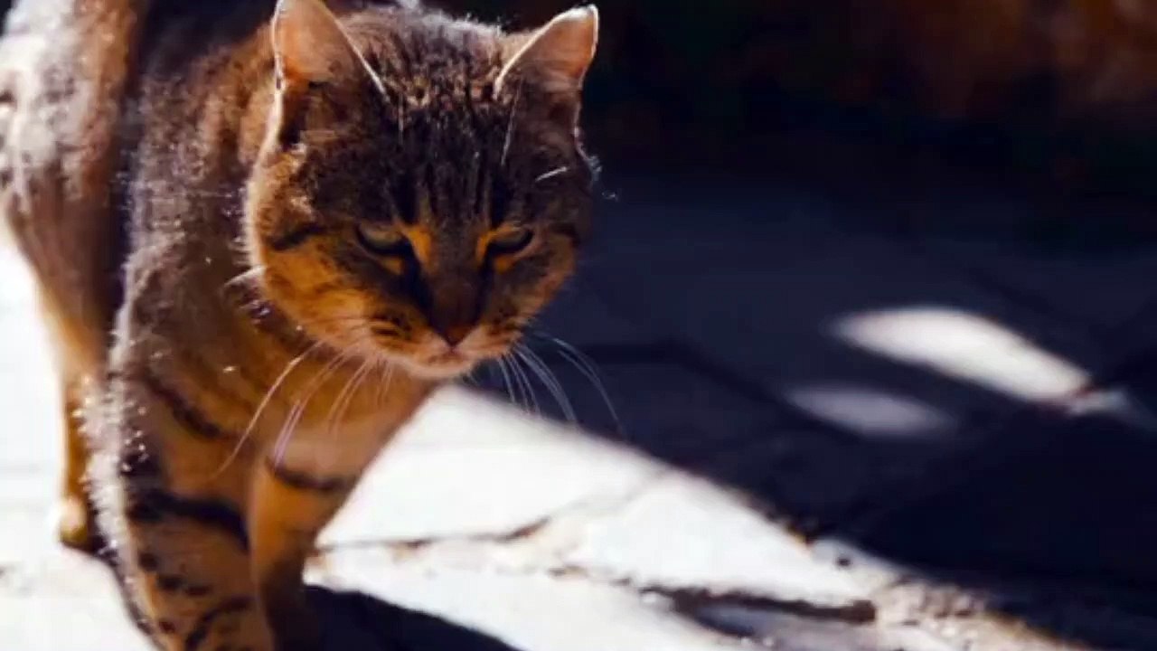 funny cat
