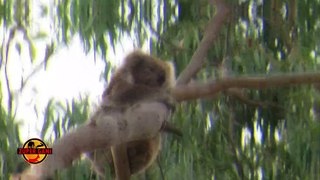 Koalas seem to be preoccupied with being alone