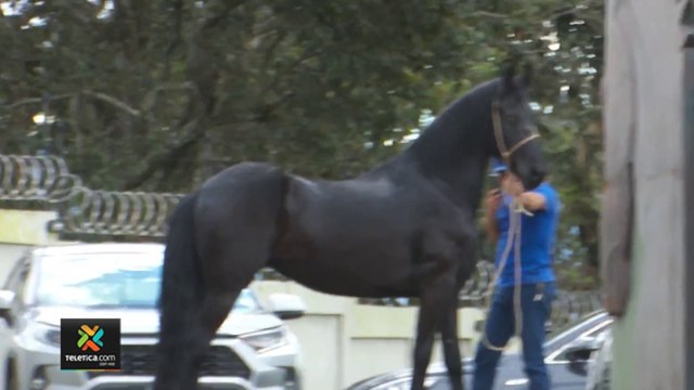 tn7-Subastaron-caballos-pura-sangre-de-exmodelo-de-‘Combate’-241122