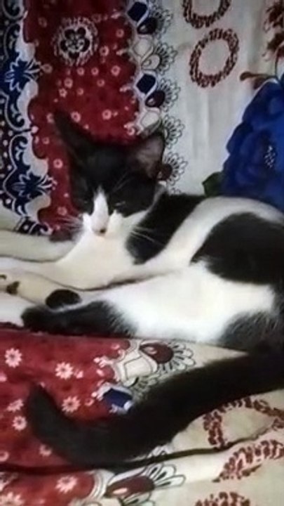Cute Beauty Kitten Video