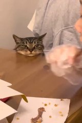 Funny Cats and Dogs | cute funny cats