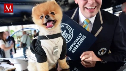 Flossie, la gata más longeva del mundo; establece nuevo Récord Guinness