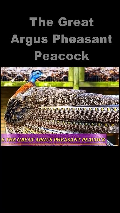 Argus Pheasant Peacock #shorts#youtubeshorts