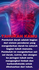 Startling! Length of Human Blood Vessels