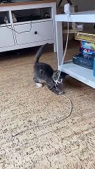 many cats have surprise moments