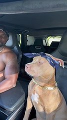 i think dog like the song lool