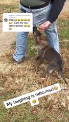 Best Funny Animals Videos | Crazy Cats And Dogs Compilation