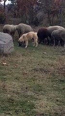 Dog and puppy eating bread with sheeps