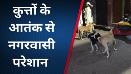 पीलीभीत:आवारा कुत्तों के आतंक पर जनता ने दी अपनी राय,जानिए क्या कहा