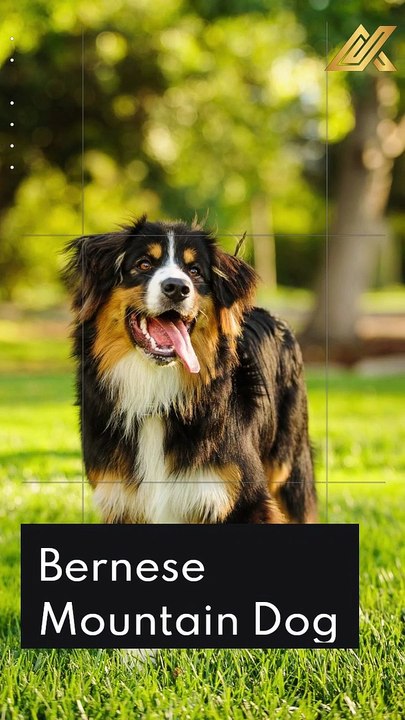 15 Quiet Dog Breeds That Rarely Bark #Shorts