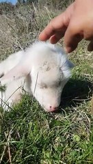 The lamb does not want to get up even though it has been awakened