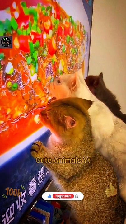 Monkey Eating Time | Baby Cat Toy Playing |  Squirrel eating from human hand | Cute Penguin African Sea Beach Swimming | World Record Dog Skating | Monkey Squad Watermelon Eating