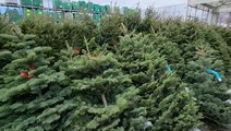 The 2022 Christmas Tree Outlook