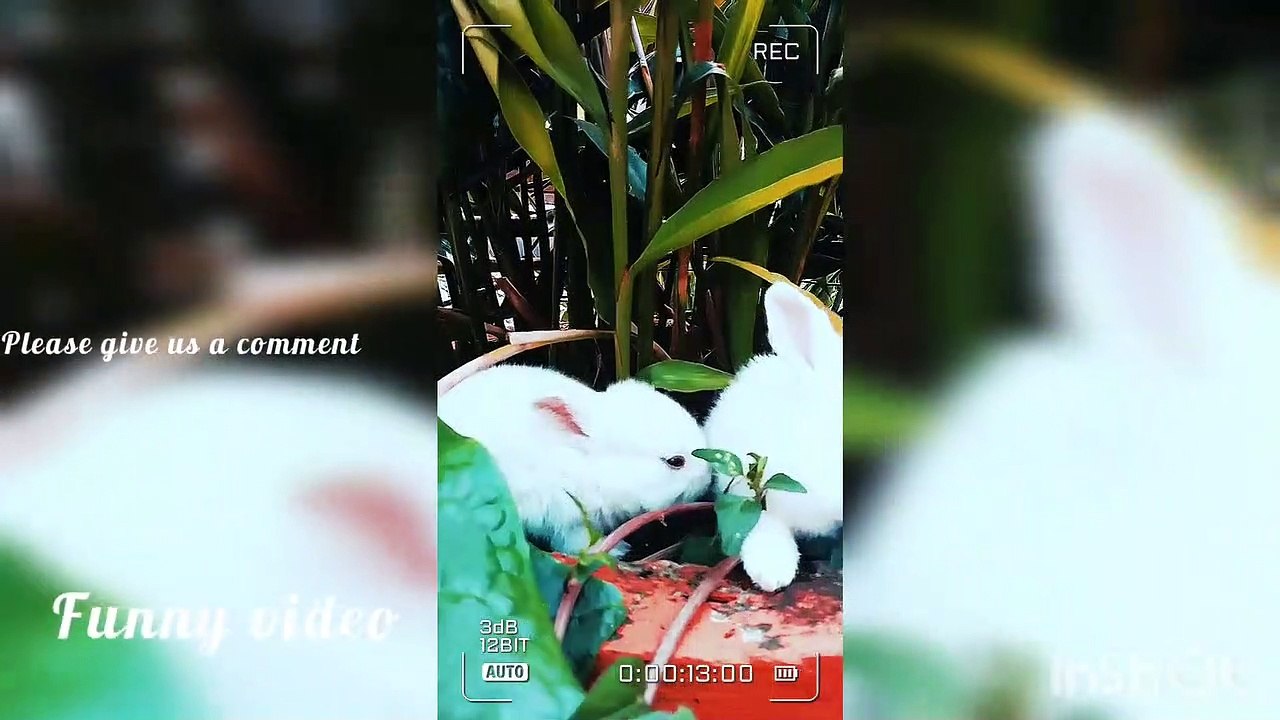 Top Videos of Funny Animals 29