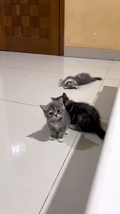 Cat funny