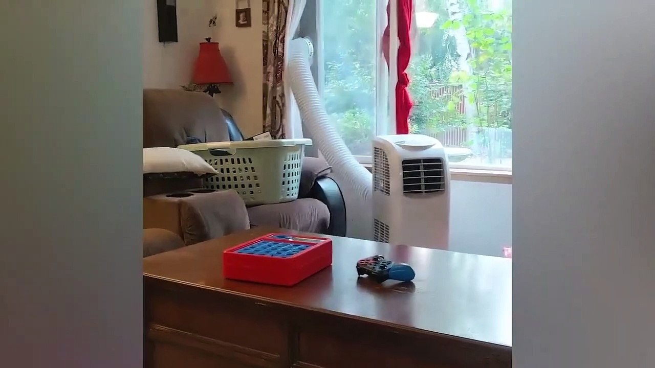 funny animal videos funny cat and dog videos
