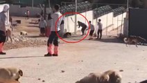 Konya'daki köpeklerin katledildiği görüntülerine ilişkin Valilik'ten açıklama: Titizlikle takip ediyoruz