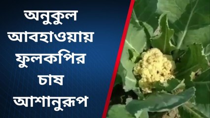 কলকাতা: ফুলকপির চাষ আশানুরূপ, খুচরো বাজারে দাম ৫-১০ টাকা