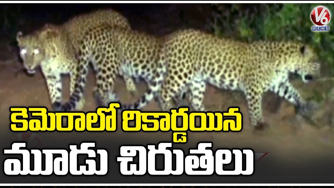 Three Tigers Captured In CCTV Camera Arranged B...
