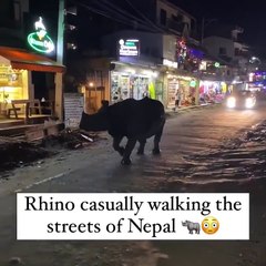 Gergedan sokaklarda şehir turu attı