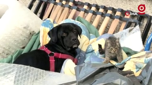 Yavrularını kaybeden köpek yavru kediyi evladı gibi koruyor