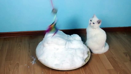 So cute ... Cats See Snow for the First Time