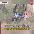 सतपुड़ा टाइगर रिजर्व में दिखा बाघों का कुनबा