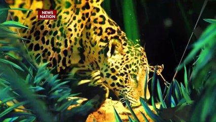 जंगल में बाघ के बच्चों पर भालू की खतरनाक नजर 🐻