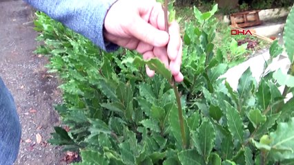 Kuraklığı tetikliyor: Karadeniz'de bu bitkileri dikmeyin