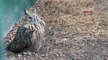 DRONLA ARANMIŞTI, TEDAVİSİ TAMAMLANAN PUHU KUŞU DOĞAYA SALINDI