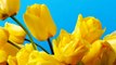 Bunga - tulip -mixkit-tulips-on-blue-background-9443-medium