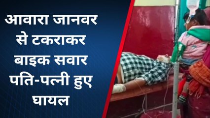 हमीरपुर: अन्ना जानवर बना बाइक सवार दम्पति के लिए जान का दुश्मन,देखे खबर